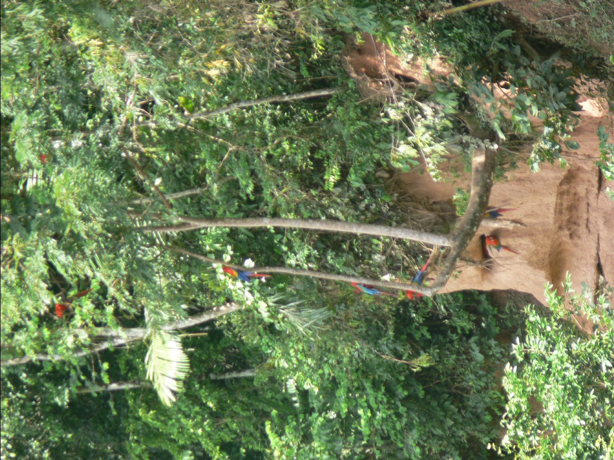 Macaw watching63